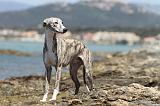 WHIPPET 066